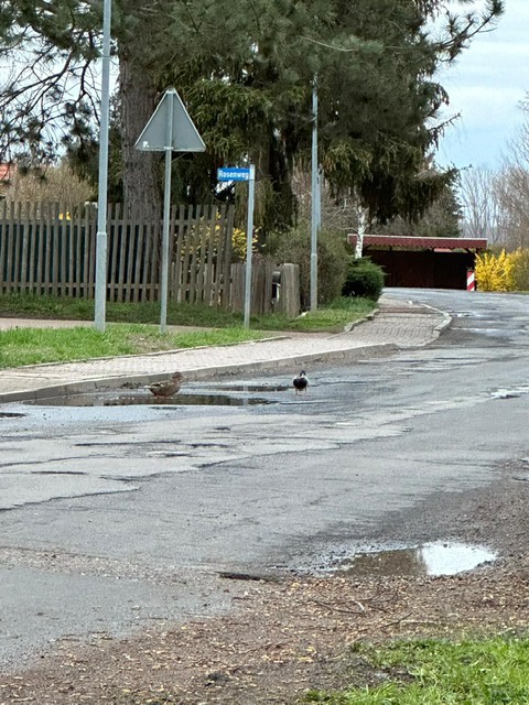 Schlechte Strassen in Adendorf? Strassenbauamt richtet Kleinbiotope ein